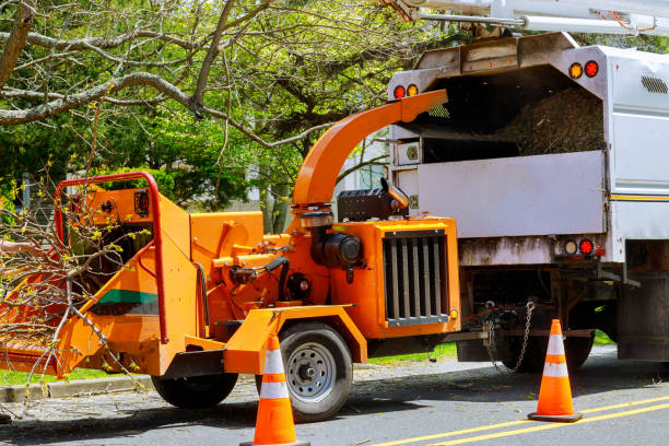 Trusted Massapequa Park, NY Tree Removal and Landscaping Services Experts